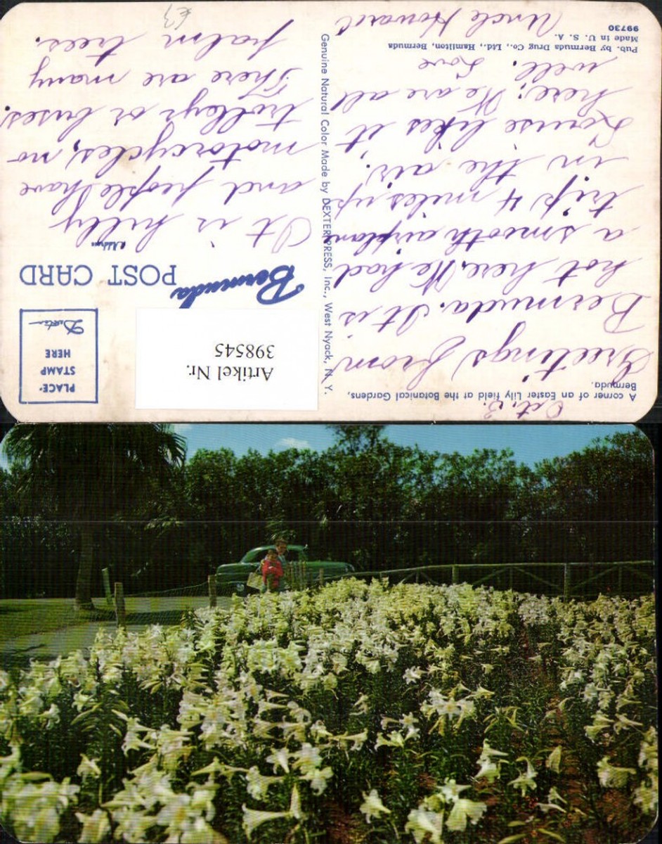 398545 British Overseas Bermuda Botanical Gardens Easter Lily